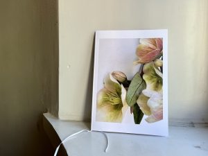 Helleborus adressi muistamiseen